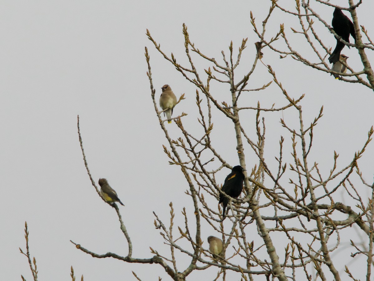 Cedar Waxwing - ML644080022