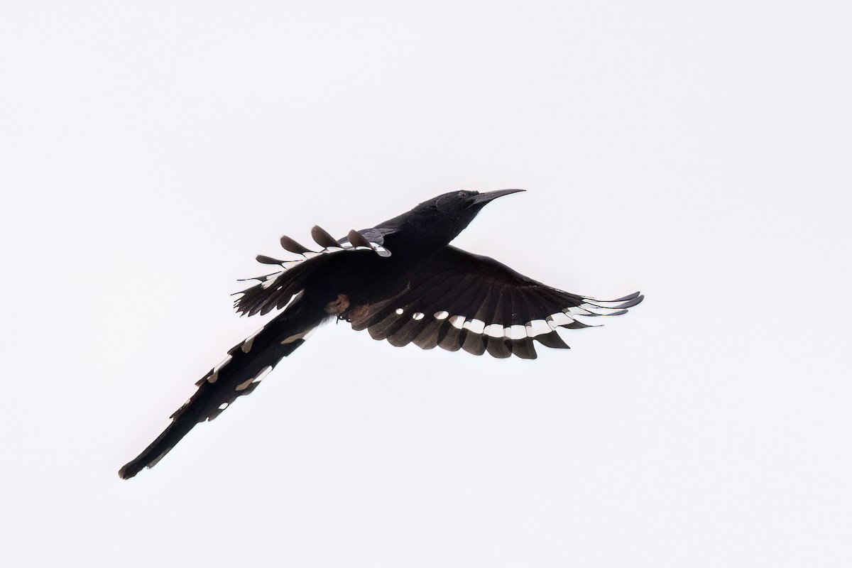 Violet Woodhoopoe - ML644080035