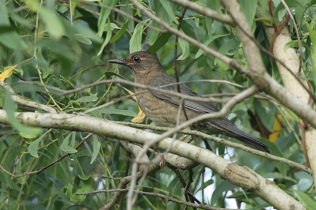 Indian Blackbird - ML644080050