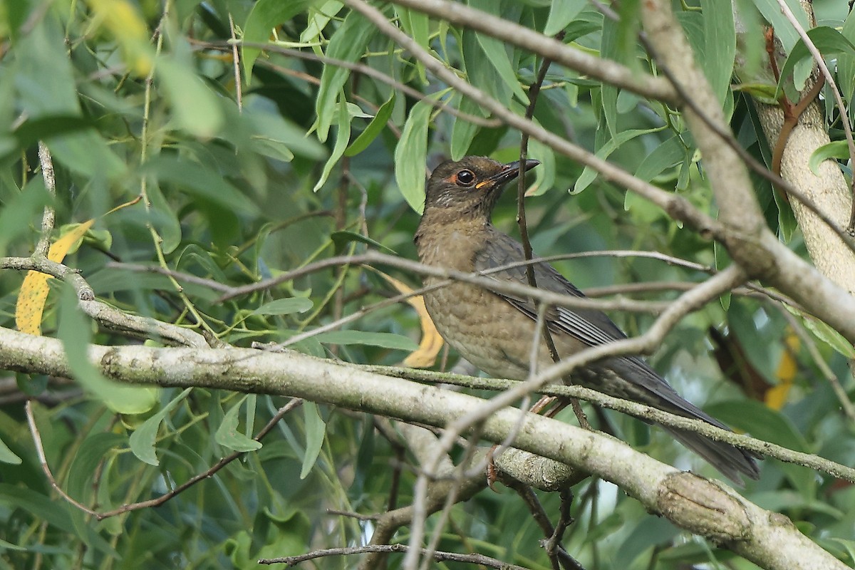 Indian Blackbird - ML644080051