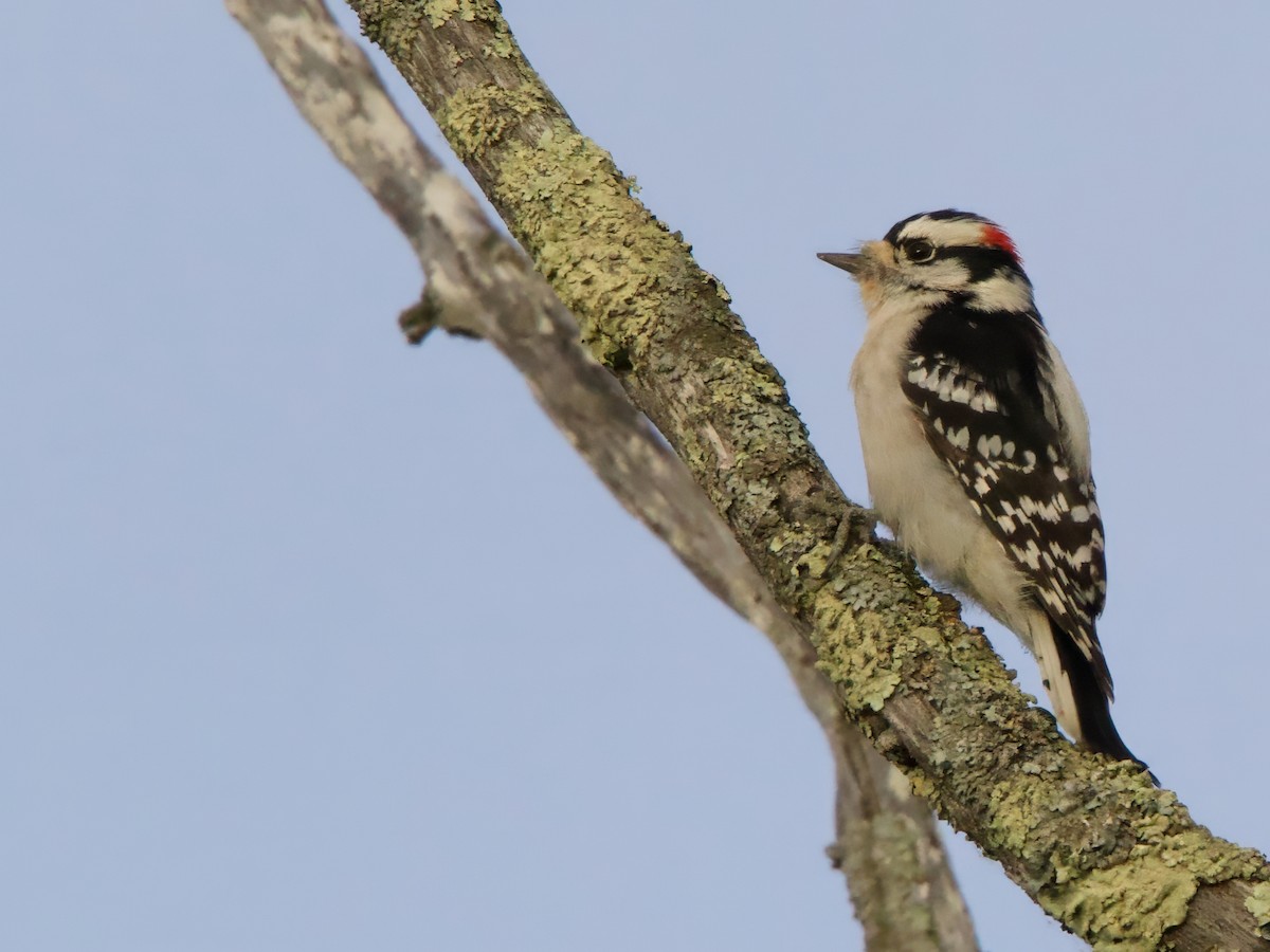 Downy Woodpecker - ML644080055