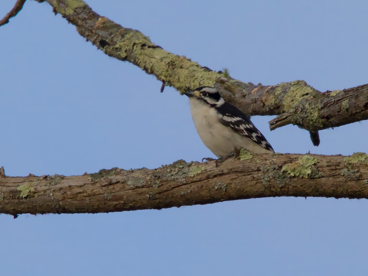 Downy Woodpecker - ML644080057