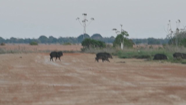 Collared Peccary - ML644080079