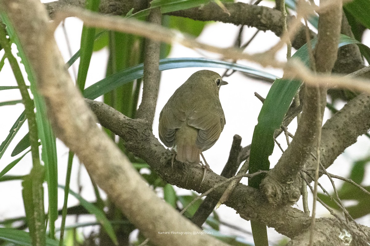 Rufous-tailed Robin - ML644080083