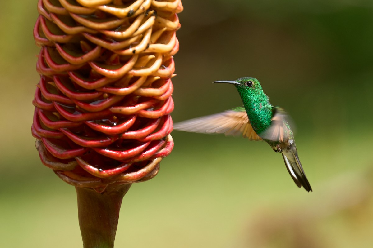 Colibri à épaulettes - ML644080092