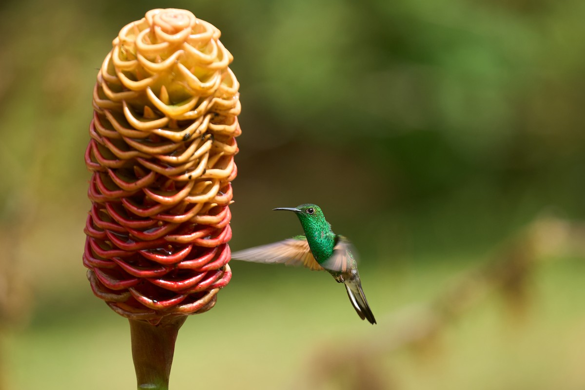 Colibri à épaulettes - ML644080093