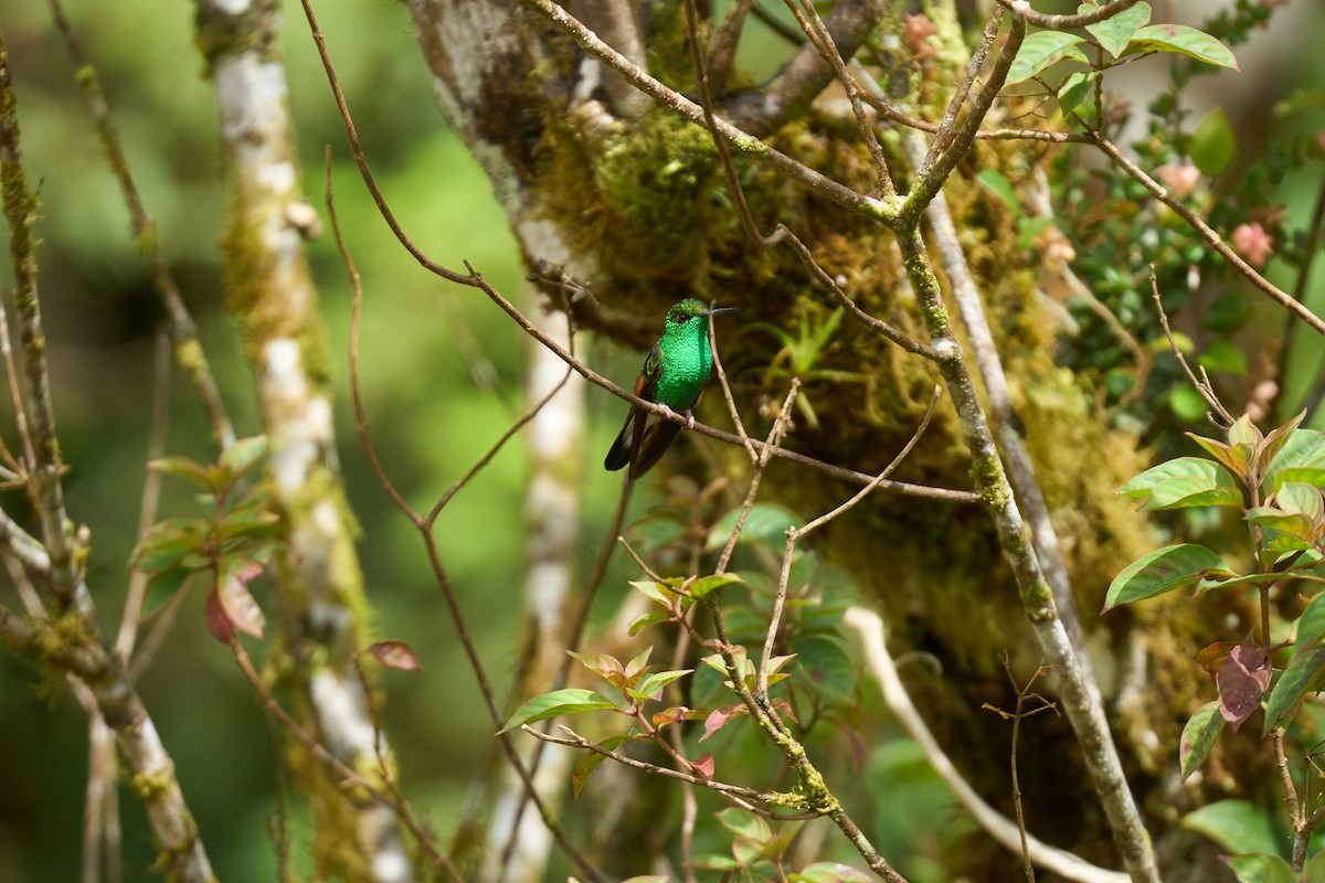 Colibri à épaulettes - ML644080094