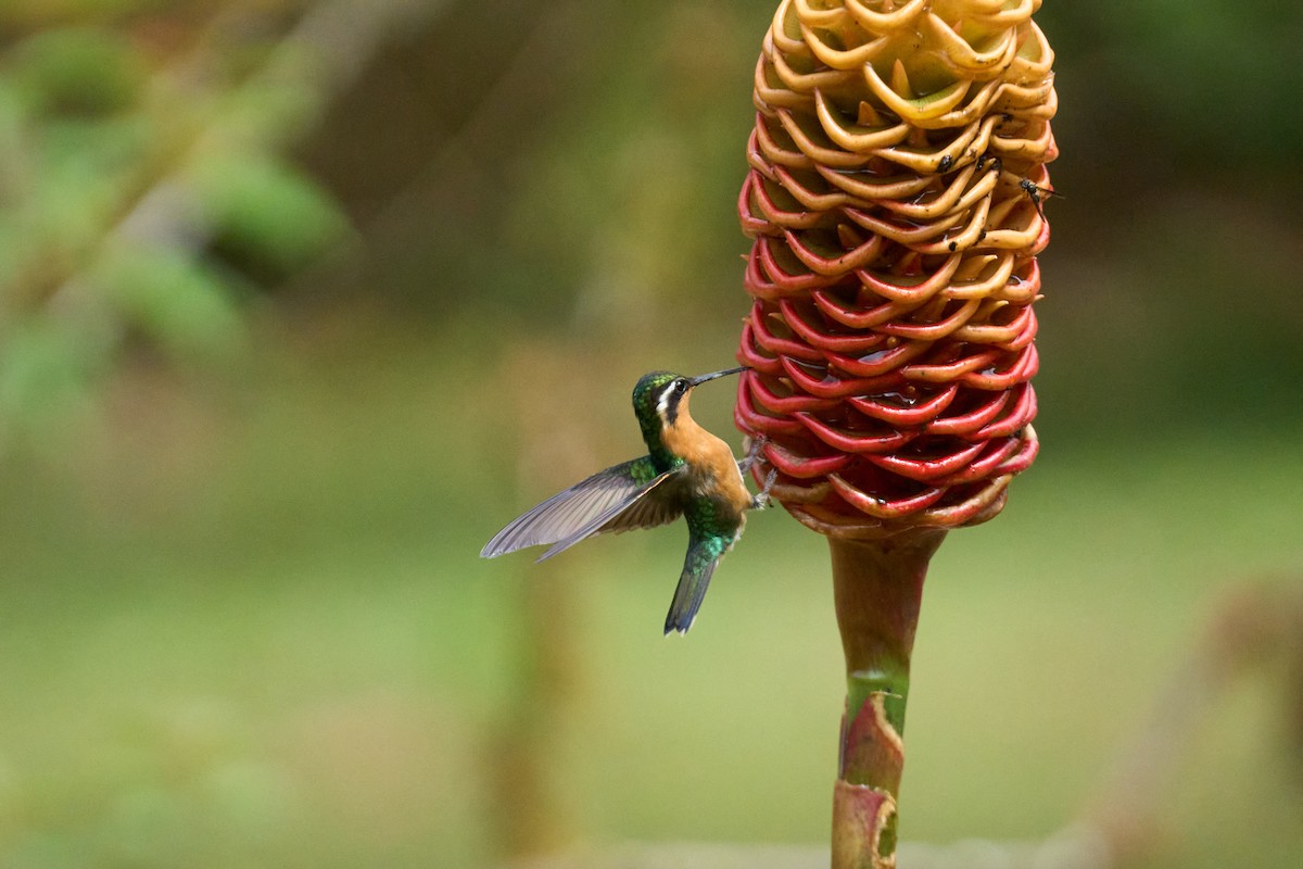 Colibri à tête cuivrée - ML644080101