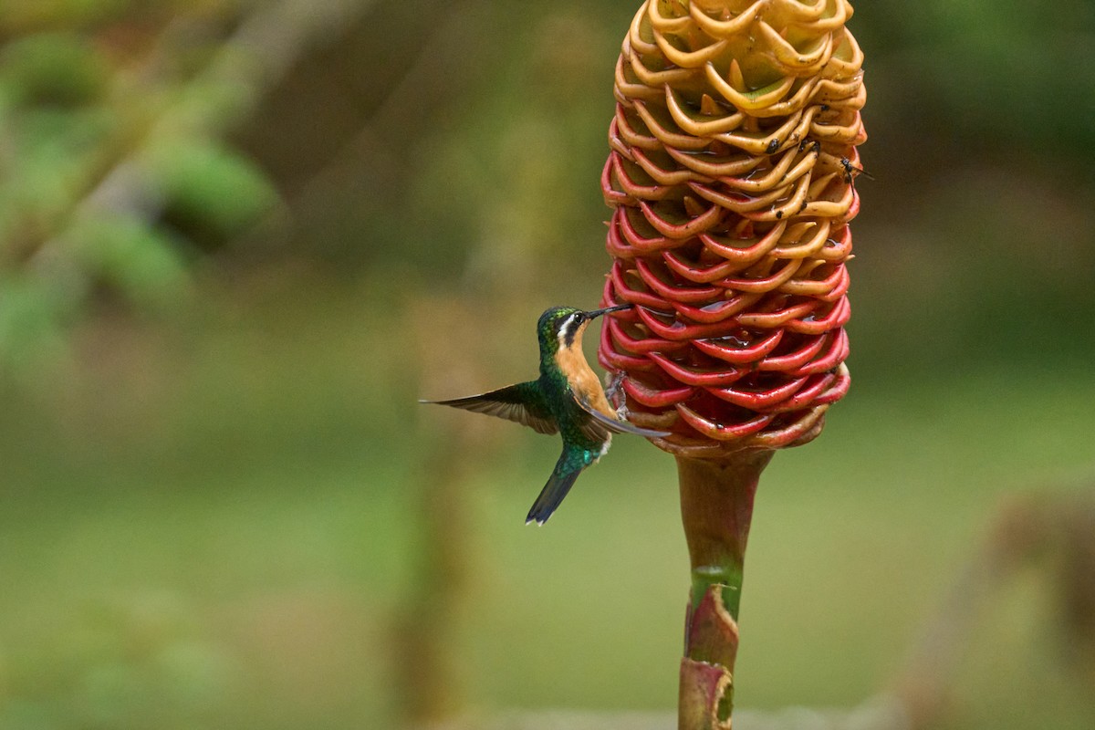 Colibri à tête cuivrée - ML644080102