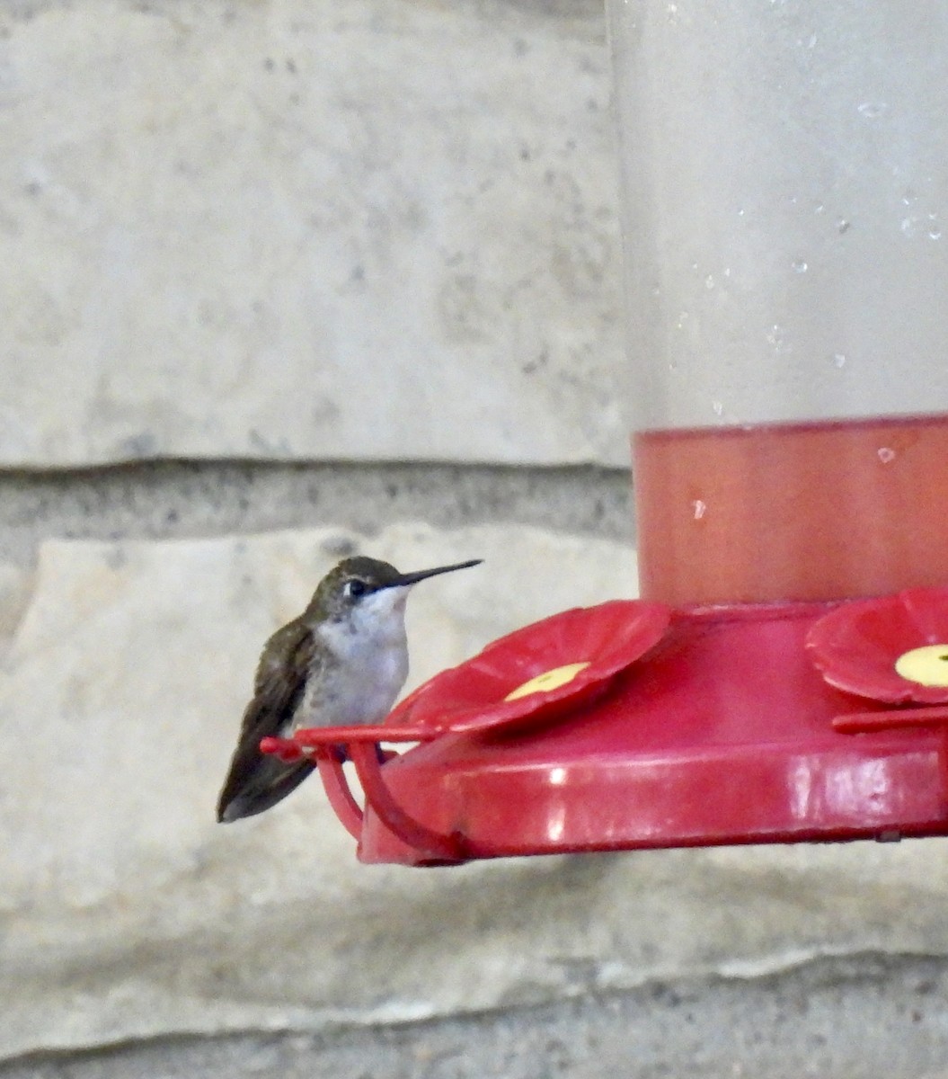 Ruby-throated Hummingbird - ML644080113