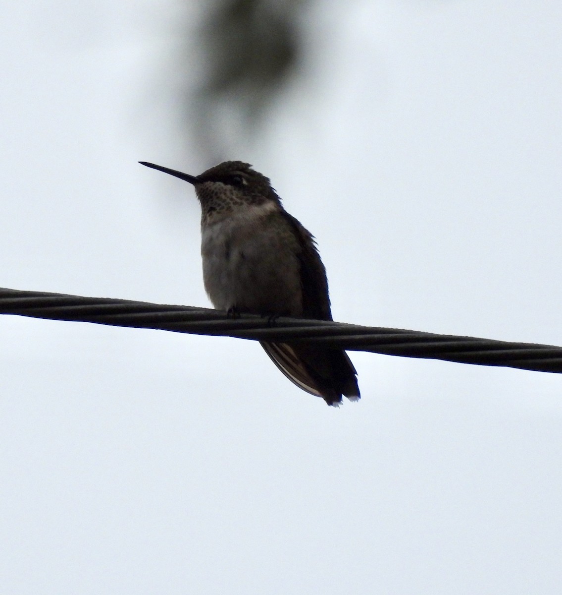 Ruby-throated Hummingbird - ML644080115