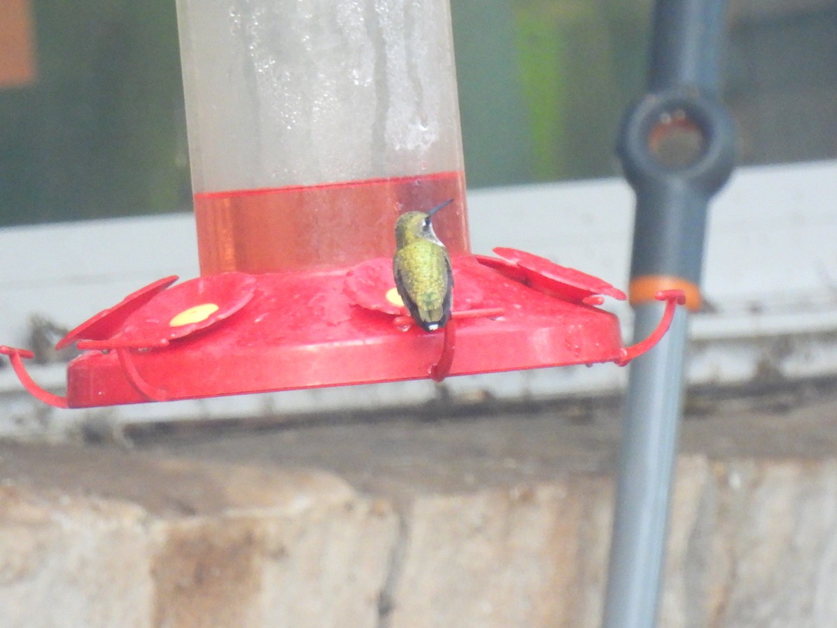 Ruby-throated Hummingbird - ML644080116