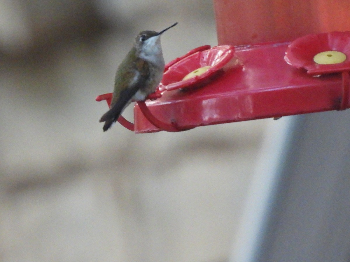 Ruby-throated Hummingbird - ML644080117