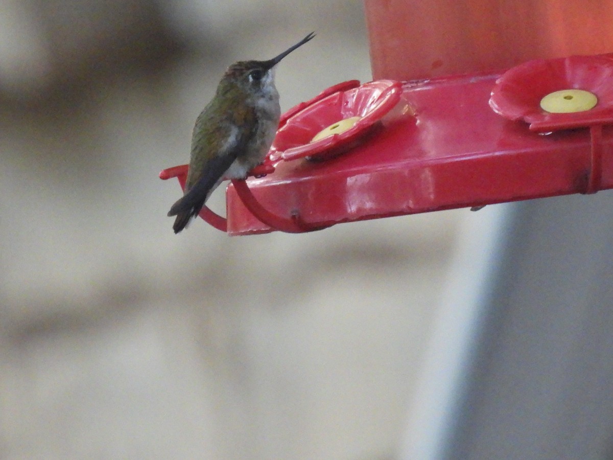 Ruby-throated Hummingbird - ML644080120