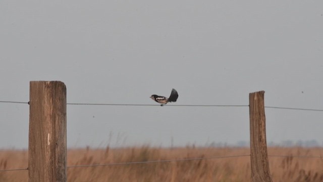 Cock-tailed Tyrant - ML644080124