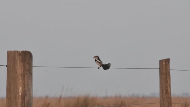 Cock-tailed Tyrant - ML644080125