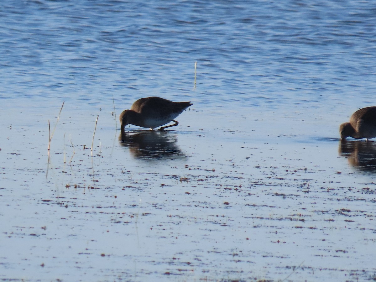 Long-billed Dowitcher - ML644080139