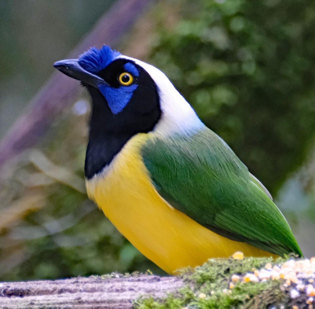 Green Jay (Inca) - ML644080143