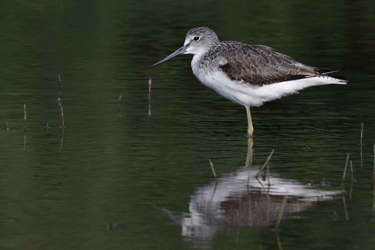 gluttsnipe - ML644080151