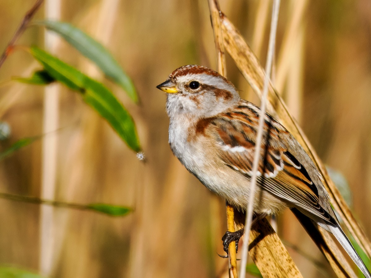American Tree Sparrow - ML644080167