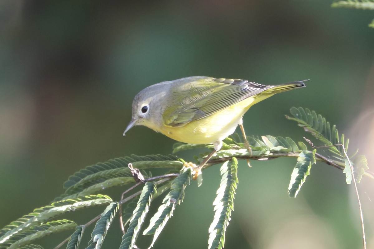 Paruline à joues grises - ML644080168