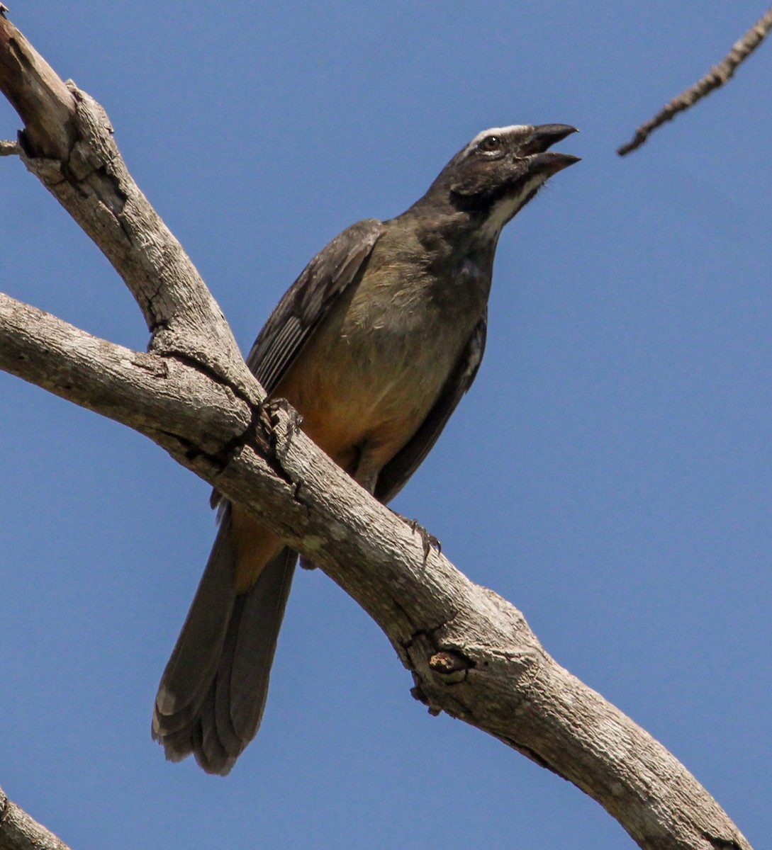 Cinnamon-bellied Saltator - ML644080182