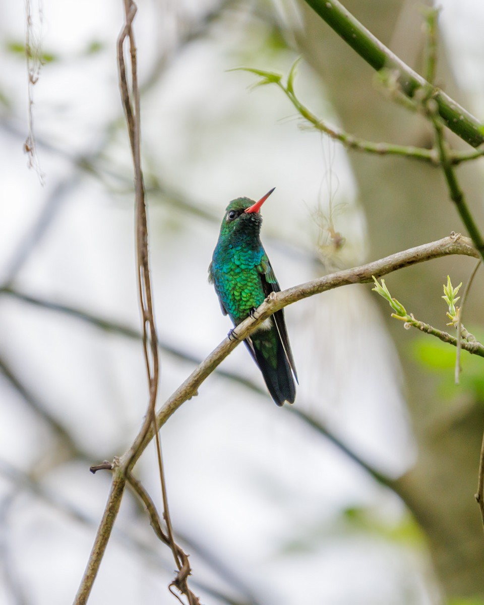 Glittering-bellied Emerald - Juan Roballo
