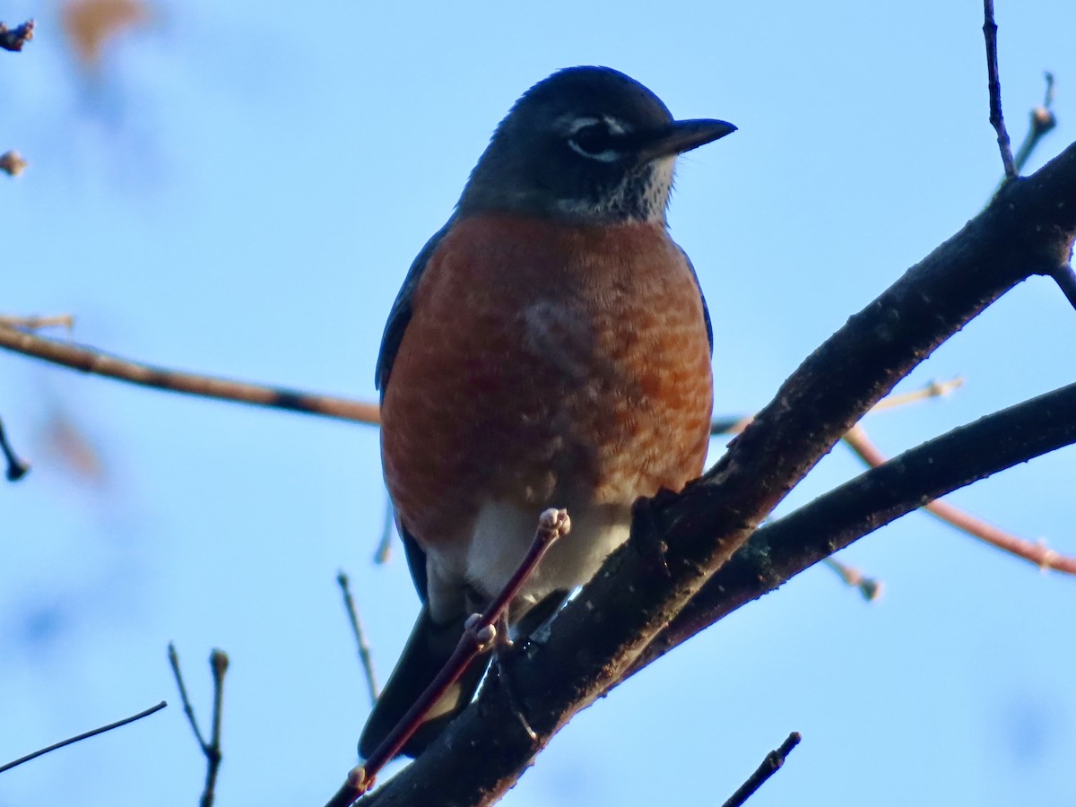 American Robin - ML644080209