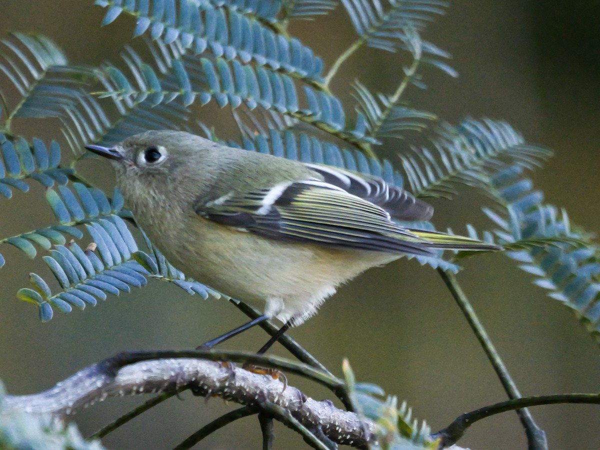 Ruby-crowned Kinglet - ML644080210