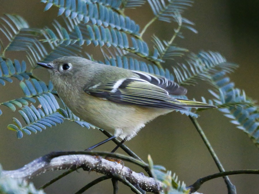 Ruby-crowned Kinglet - Roger Horn