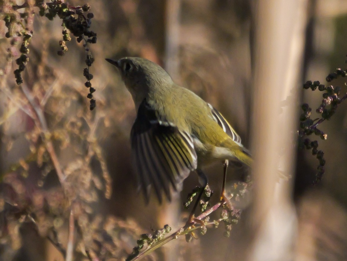 Ruby-crowned Kinglet - ML644080211