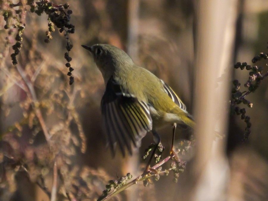Ruby-crowned Kinglet - Roger Horn