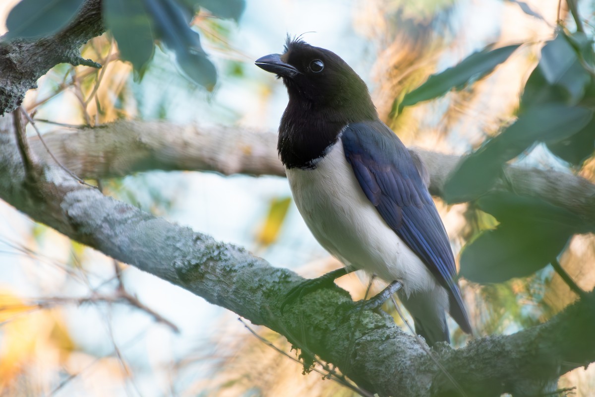 Curl-crested Jay - ML644080212