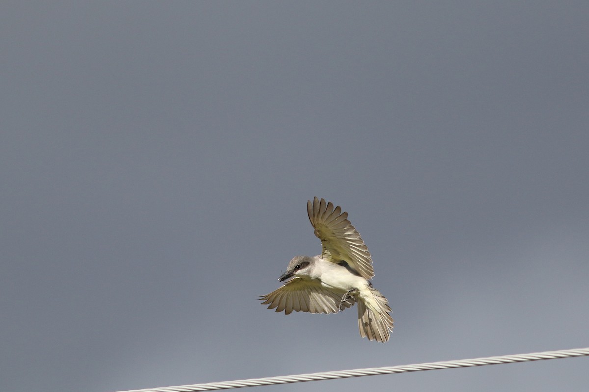 Gray Kingbird - Richard Poort