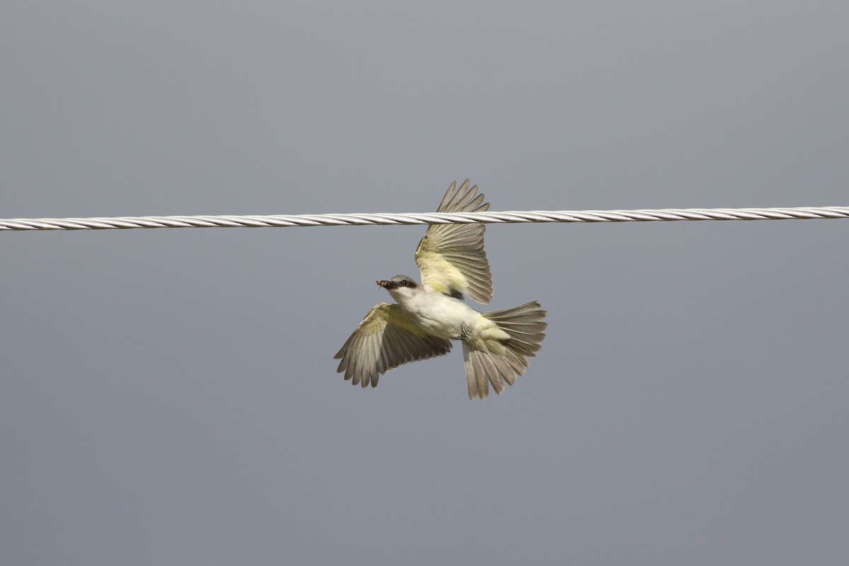 Gray Kingbird - Richard Poort