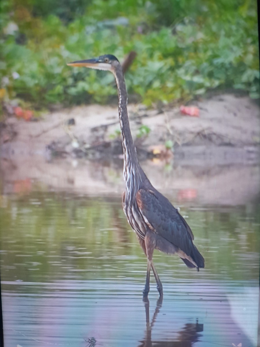 Great Blue Heron - Dixon Ocampo