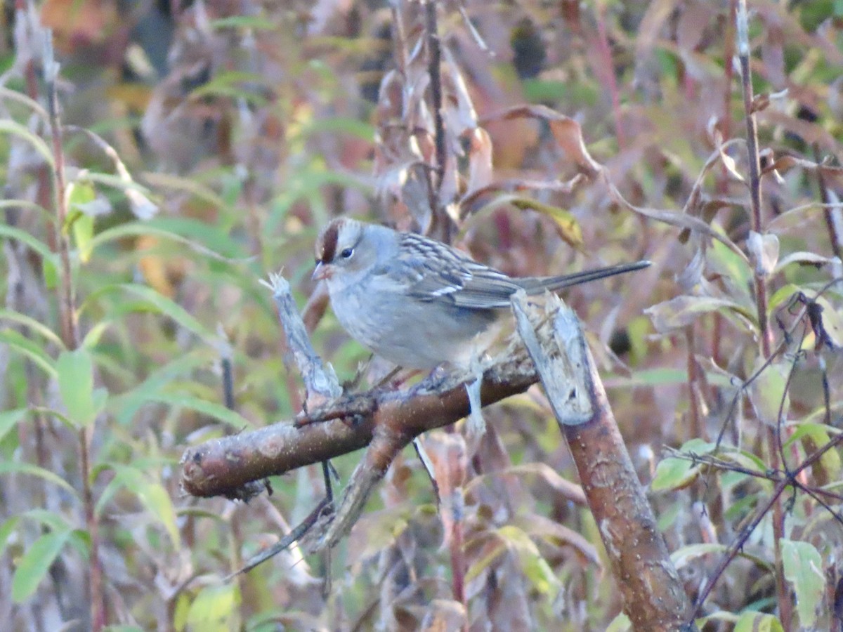 White-crowned Sparrow - ML644080230
