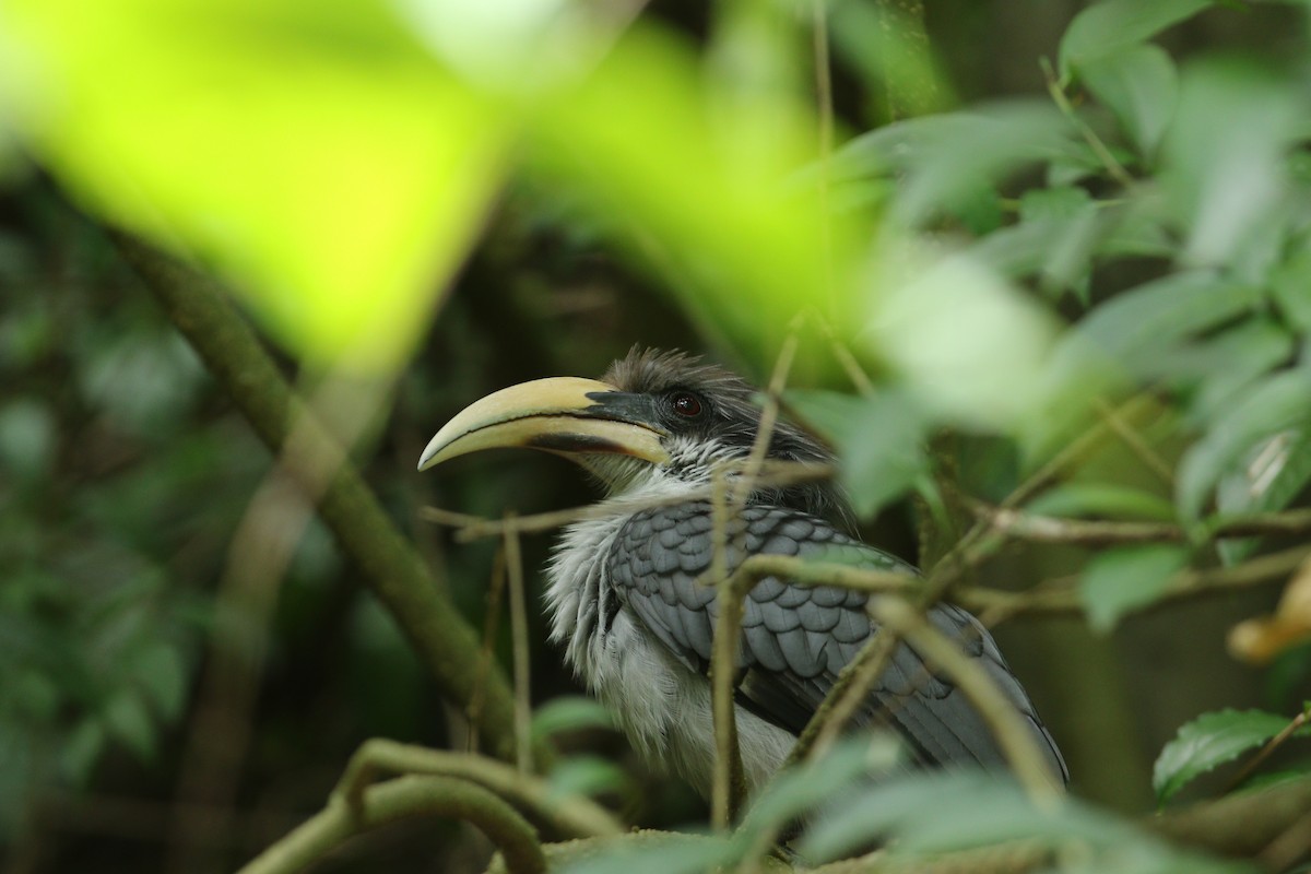 Sri Lanka Gray Hornbill - ML644080239