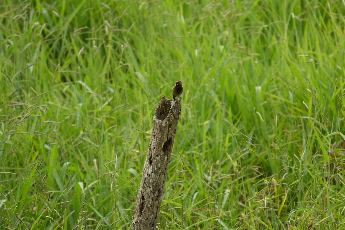 Yellow-faced Grassquit - ML644080242