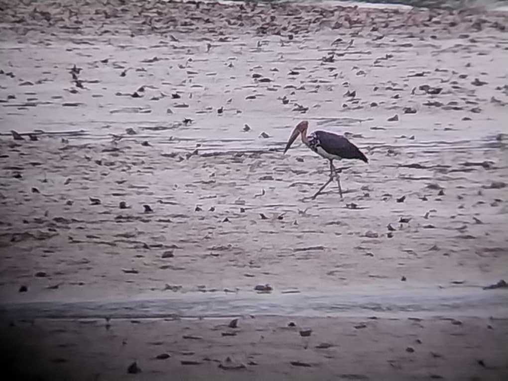 Lesser Adjutant - ML644080244