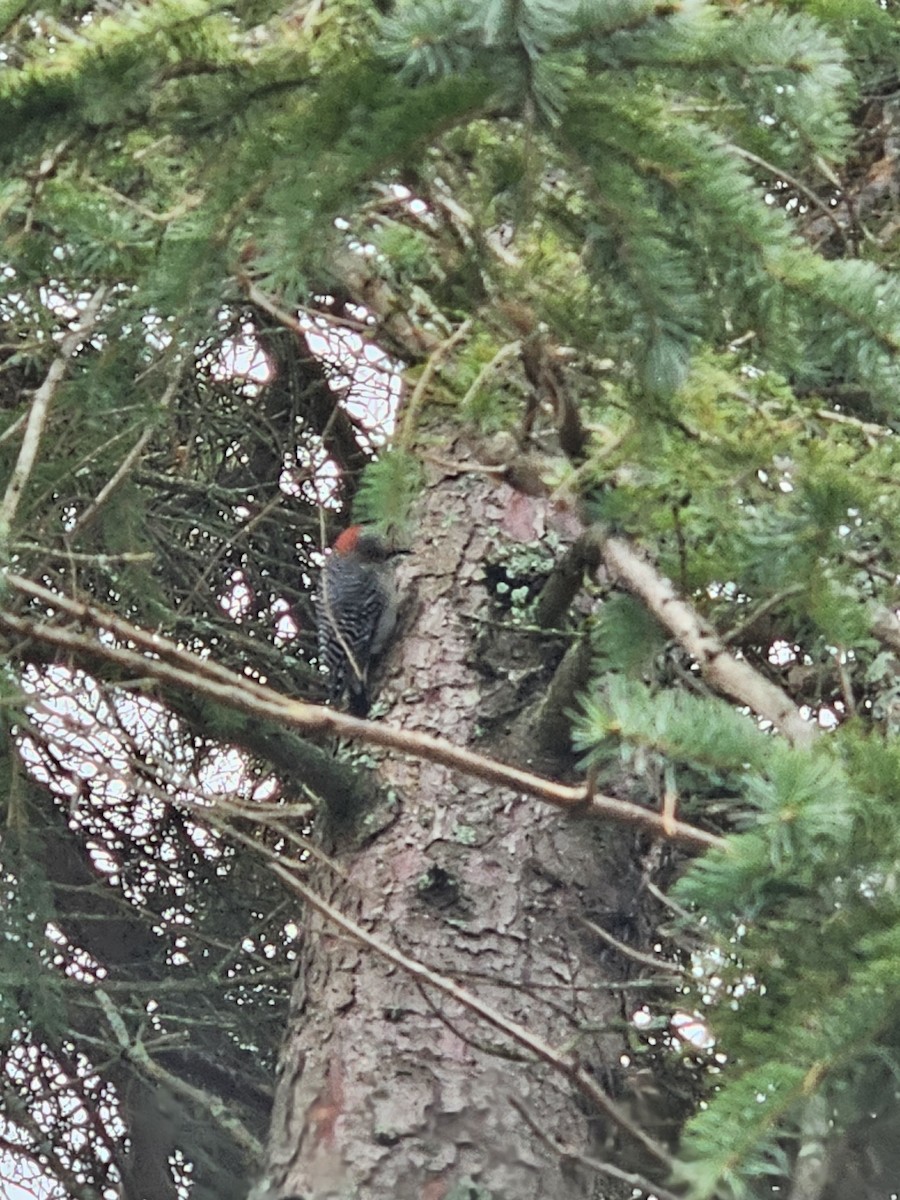 Red-bellied Woodpecker - ML644080247