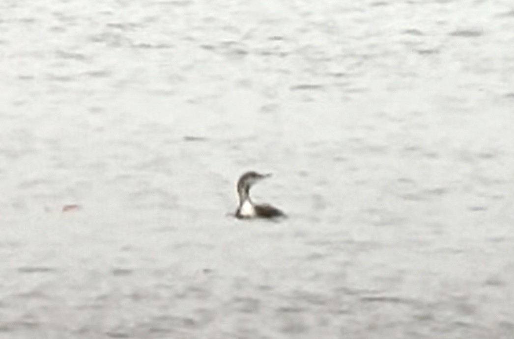 Red-throated Loon - ML644080248