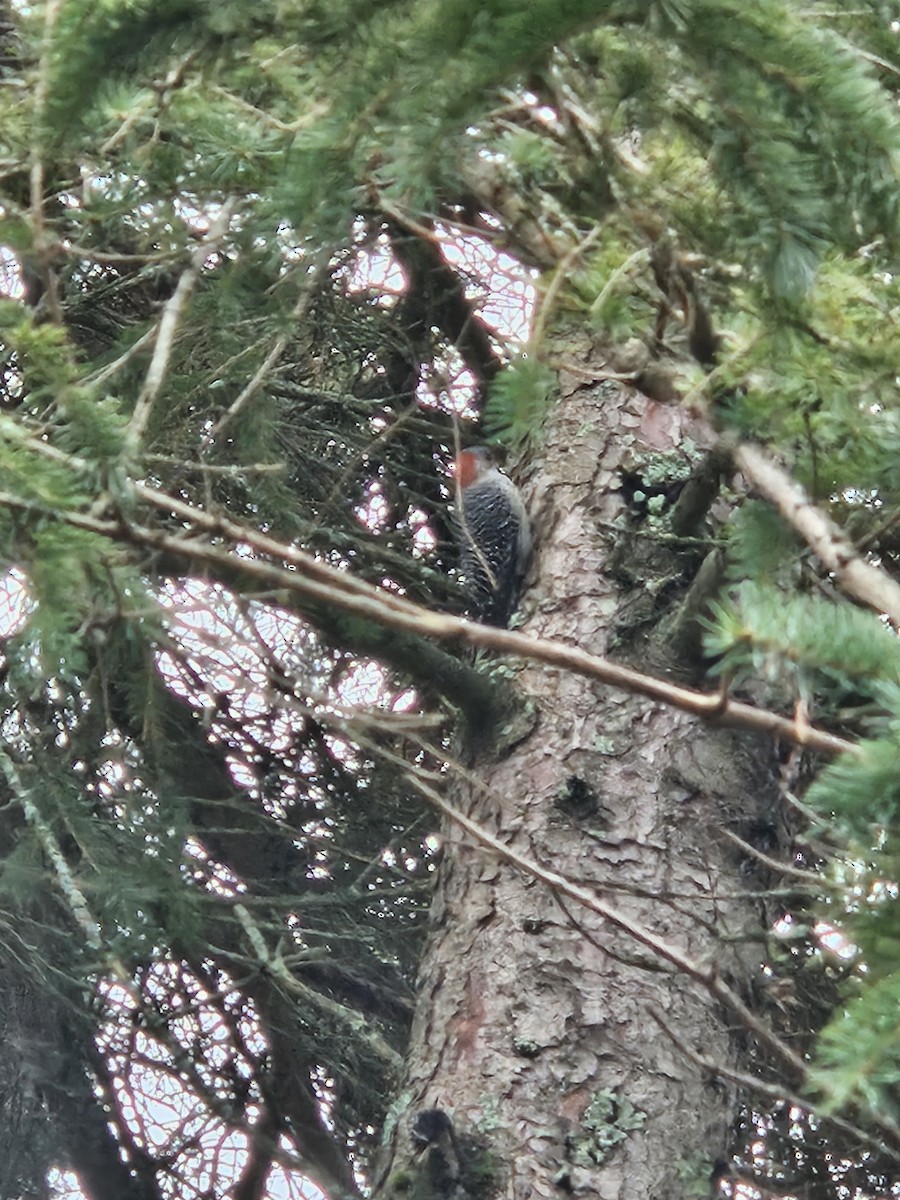 Red-bellied Woodpecker - ML644080251