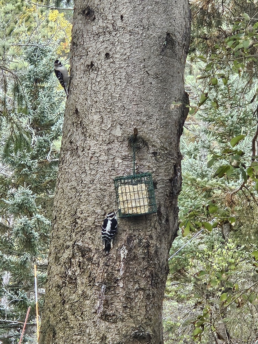 Downy Woodpecker - ML644080256
