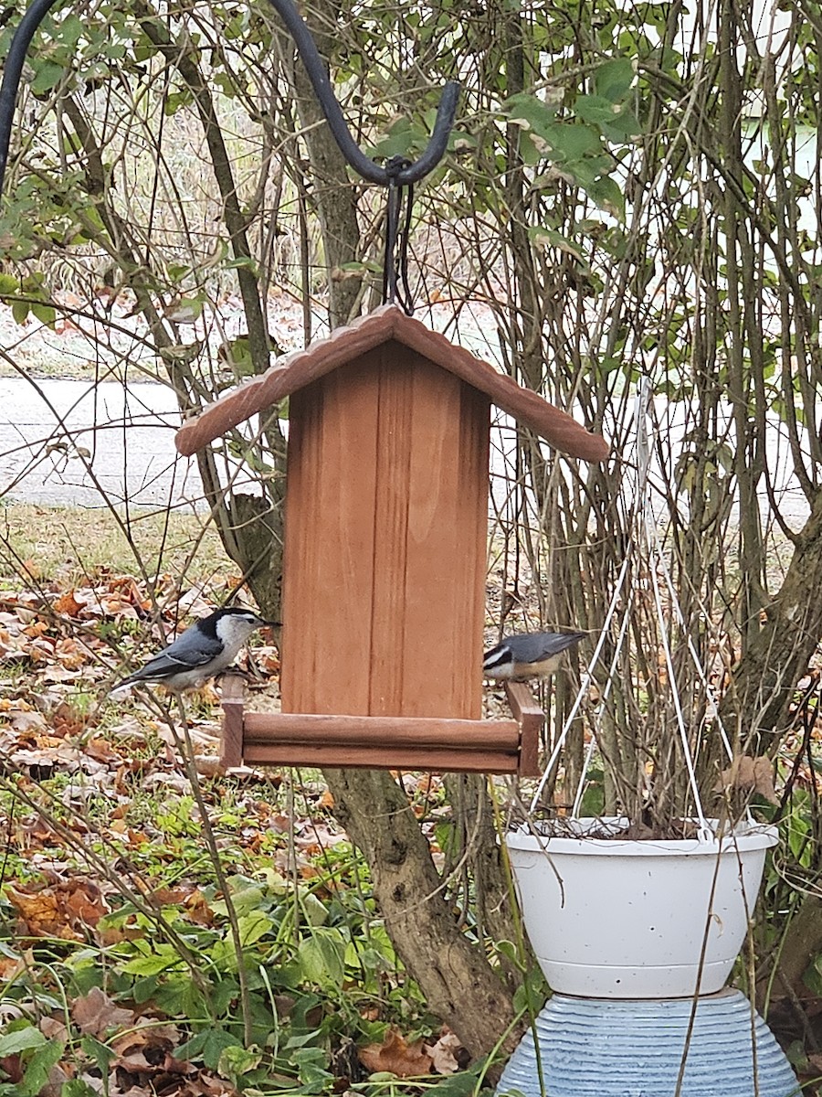 White-breasted Nuthatch - ML644080266