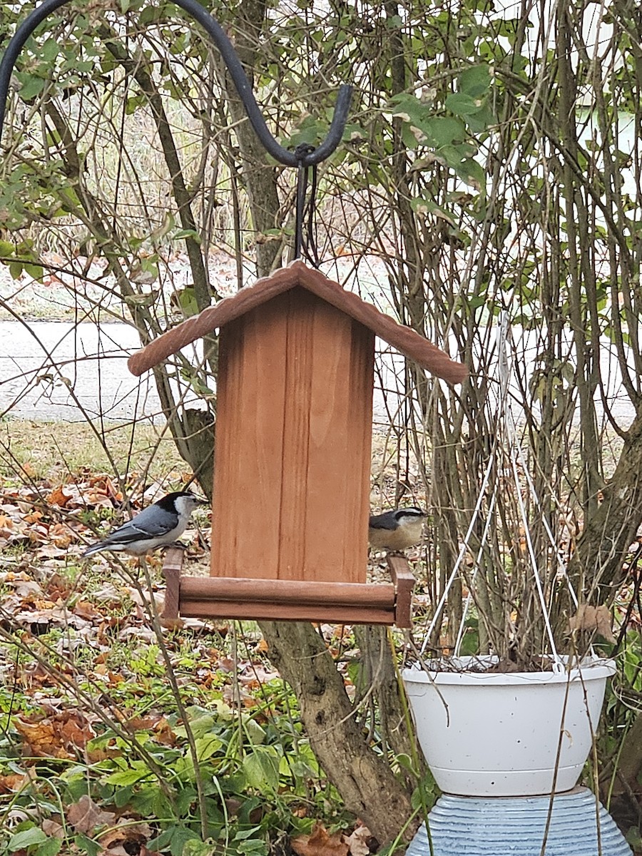 Red-breasted Nuthatch - ML644080271