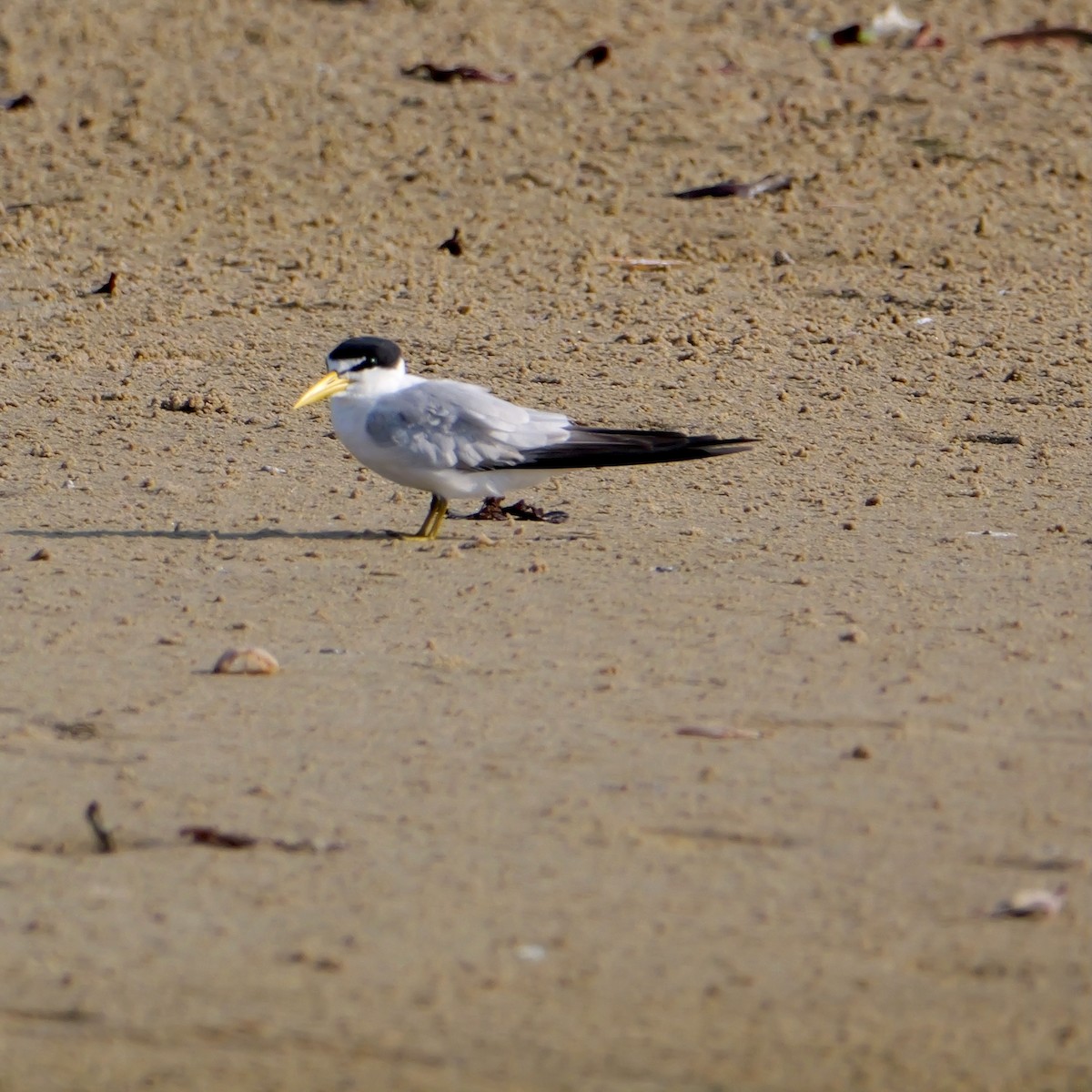 Yellow-billed Tern - ML644080286
