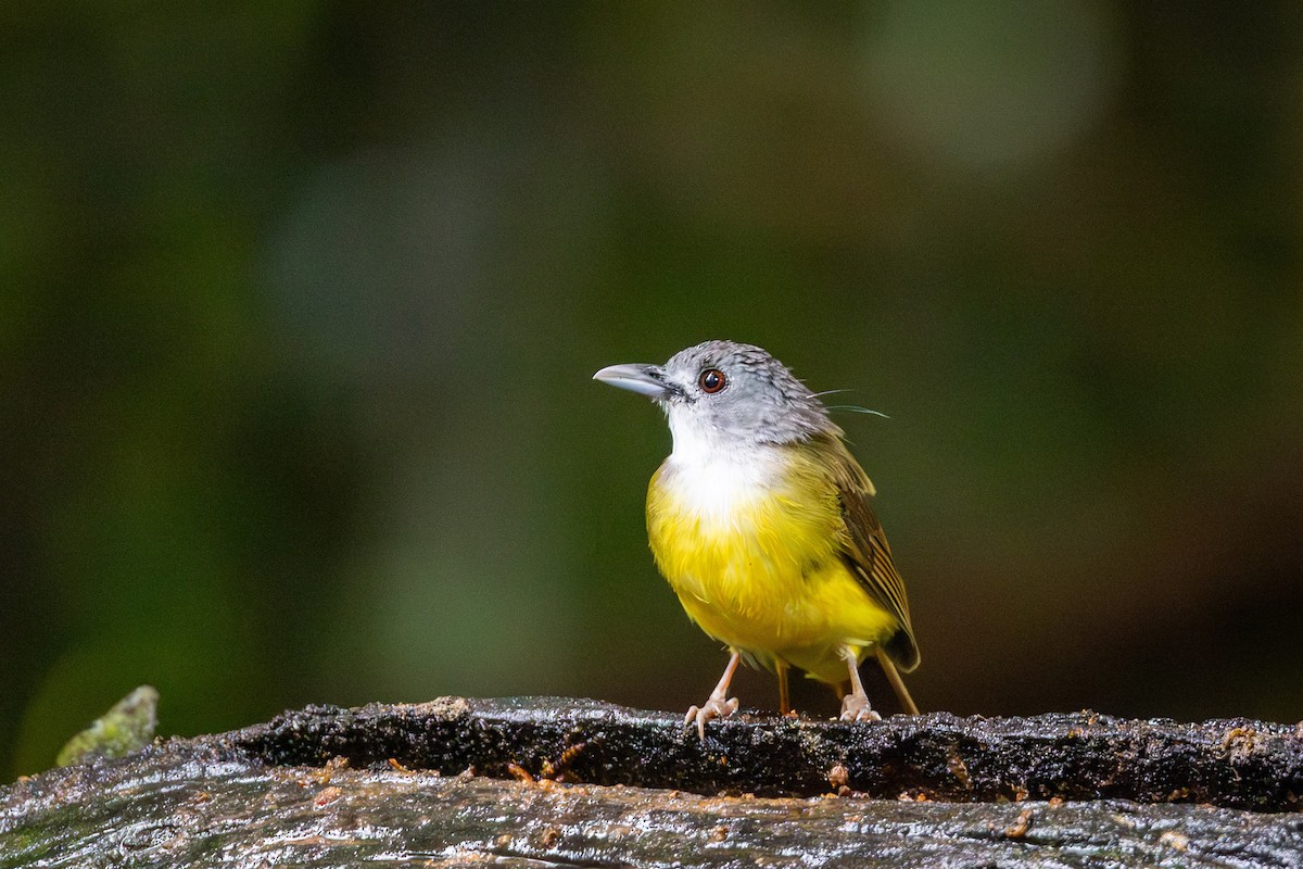 Bulbul Capirotado - ML644080298