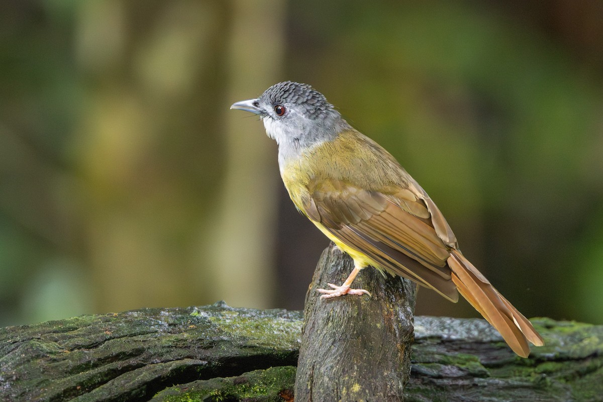 Bulbul Capirotado - ML644080299