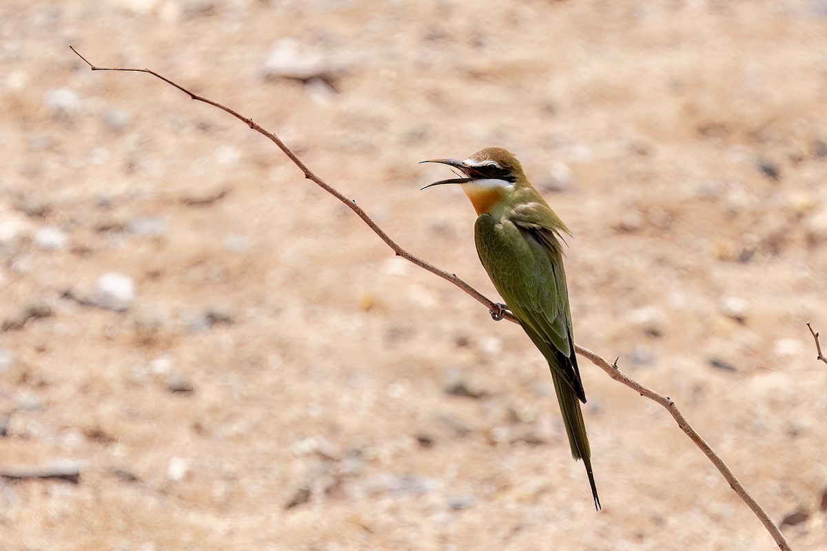 Olive Bee-eater - ML644080300